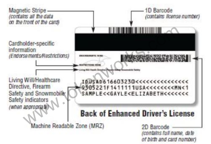 MN Enhanced Drivers License Back